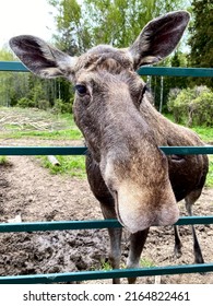 Female moose face portrait in farm. Summertime, close-up