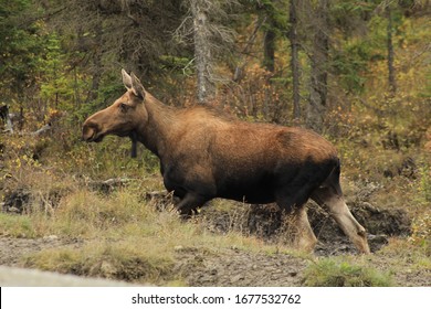female moose