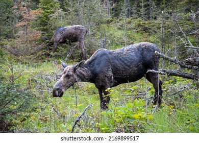 A Female Moose Stands In The Foliage With Her Calf Behind Her At Isle Royale National Park In Michigan