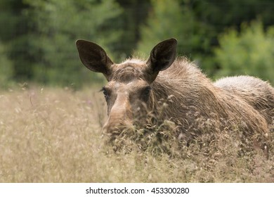 Female Moose Walking Towards The Photograper In Very Tall Grass With Her Large Ears Standing Up, Listening For Danger