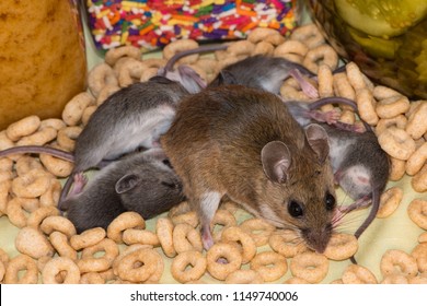 A Female Mother Brown House Mouse Dragging Around Her Offspring That Are Trying To Nurse. The Mice Are In A Messy Kitchen Cabinet Covered In Loose Cereal With Jars Of Candy And Pickles In The Backgrou