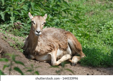 The female mouflon break during the summer molt