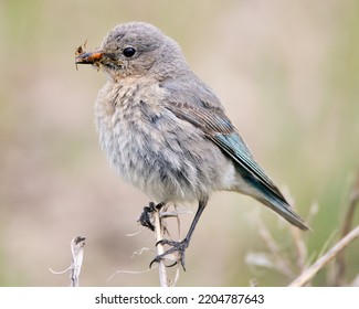 Female Mountain Bluebird With Snack - Shutterstock ID 2204787643
