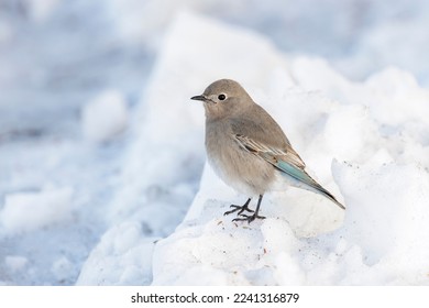 Female Mountain Bluebird at Vancouver BC Canada - Shutterstock ID 2241316879