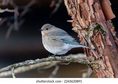 Female Mountain Bluebird at Vancouver BC Canada - Shutterstock ID 2243620891