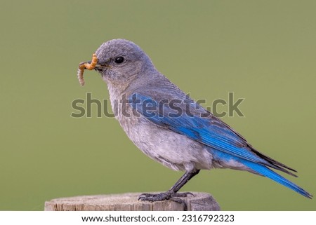 Female mountain bluebirds are diligent workers; building nests, incubating eggs, and feeding the young. This image shows a perched bluebird with two insect larvae in its beak.
