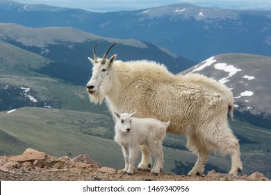 Female Mountain Goat and a kid posing in front of blue mountains. Colorado, USA.  - Powered by Shutterstock