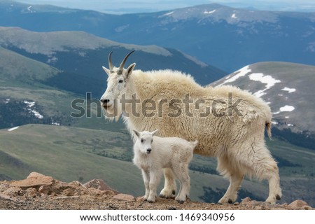 Female Mountain Goat and a kid posing in front of blue mountains. Colorado, USA. 