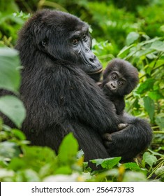 A Female Mountain Gorilla With A Baby. Uganda.