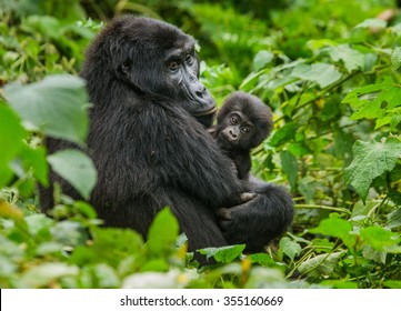 A Female Mountain Gorilla With A Baby. Uganda. Bwindi Impenetrable Forest National Park.