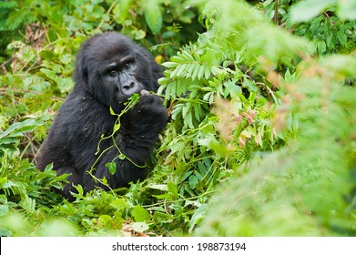 Female Mountain Gorilla Feeding In Natural Habitat