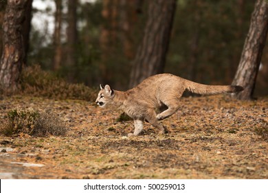 Female Mountain Lion Running To Prey