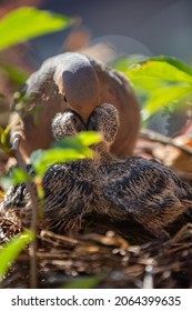 Female Mourning Dove sits in its Nest feeding its two newborn young Baby Chicks
