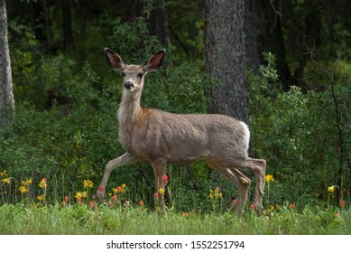 133 Prancing deer Stock Photos, Images & Photography | Shutterstock