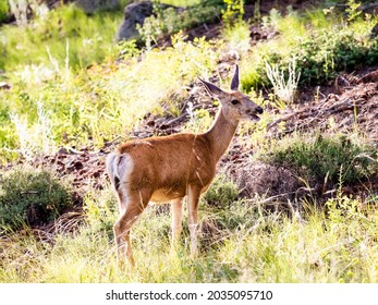 Female Mule Deer Doe Standing In The Grass With Mouth Open. Close Up Side View