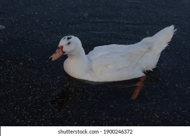 A Female Muscovy Duck  Floating On Lake,It Is A Small Wild And Feral Breeding Populations With Aggressive Begging For Food.Can Found In Parts Of Europe. Anatidae,Wildlife, Italy.