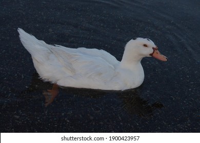 A Female Muscovy Duck  Floating On Lake,It Is A Small Wild And Feral Breeding Populations With Aggressive Begging For Food.Can Found In Parts Of Europe. Anatidae,Wildlife, Italy.