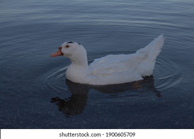 A Female Muscovy Duck  Floating On Lake,It Is A Small Wild And Feral Breeding Populations With Aggressive Begging For Food.Can Found In Parts Of Europe. Anatidae,Wildlife, Italy.