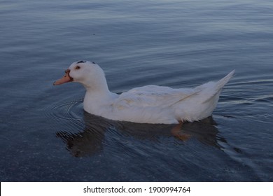 A Female Muscovy Duck  Floating On Lake,It Is A Small Wild And Feral Breeding Populations With Aggressive Begging For Food.Can Found In Parts Of Europe. Anatidae,Wildlife, Italy.