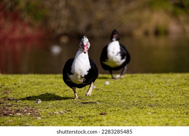 A female Muscovy duck waddling across a field of grass in Puyallup, Washington.
