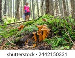 Female mushroom forager picking wild edible mushrooms in the forest