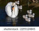 A female Mute Swan (Cygnus olor) keeps a close watch over her brood of seven cygnets, just 4 days old, and the first time seen out along this Fenland dyke in the heart of Cambridgeshire.