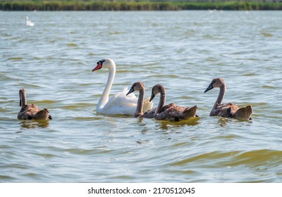 A female mute swan, Cygnus olor, swimming on a lake with its new born baby cygnets. White swan and its chicks. Mute swan protects its small offspring. Gray, fluffy new born baby cygnets.