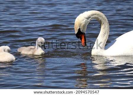 A female mute swan seeks food for her small, fluffy chicks