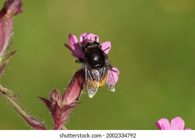 Female Narcissus bulb fly (Merodon equestris), family Syrphidae on a flower of red campion, red catchfly (Silene dioica), pink family, carnation family (Caryophyllaceae). Dutch garden, July          
