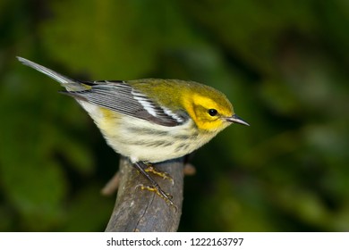 A female non-breeding Black-throated Green Warbler perching on a tree branch