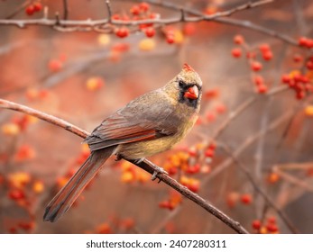 Female Northern Cardinal among red berries