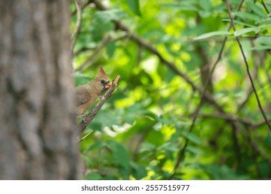 Female of northern cardinal bird (Cardinalis cardinalis) perched on a tree - Powered by Shutterstock