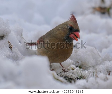 Female Northern Cardinal (Cardinalis cardinalis) in the snow. Five Rivers Environmental Education Center Delmar, New York December 18th, 2022