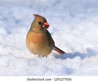 Female Northern Cardinal Feeding In The Snow