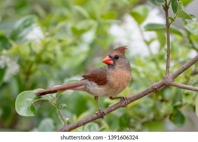 Female Northern Cardinal Looking Backward as She Perches on Leafy Branch in Early Spring in Louisiana