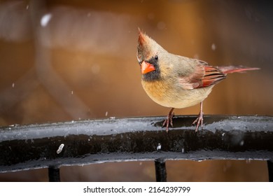 Female Northern Cardinal Near Bird Feeders During A Late Spring Snowfall.