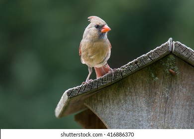 Female Northern Cardinal On A Bird House Roof