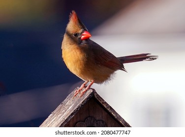 Female Northern Cardinal On The Roof Of A Bird House