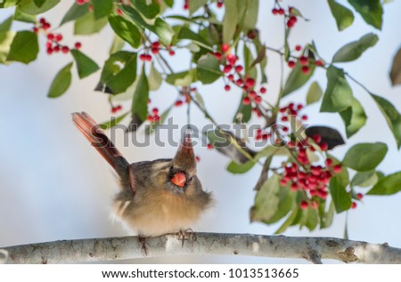 Female Northern Cardinal Perched in American Holly Tree with Red Berries