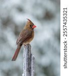 Female Northern Cardinal perched on a snow-covered tree branch