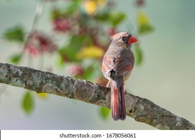 Female Northern Cardinal Perched on Branch of Holly Tree with Blur of Holly Berries and Holly Leaves in Background
