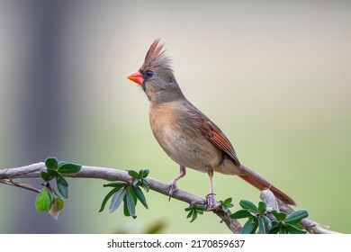 Female Northern Cardinal Perched on Budding Vine in Louisiana Garden