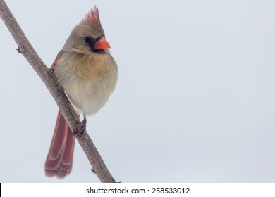 Female Northern Cardinal Perched On A Limb In Lexington, Kentucky During Winter Storm Thor.