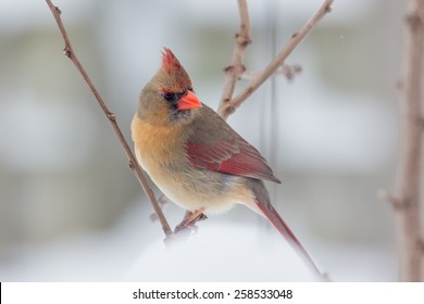 Female Northern Cardinal Perched On A Limb In Lexington, Kentucky During Winter Storm Thor.