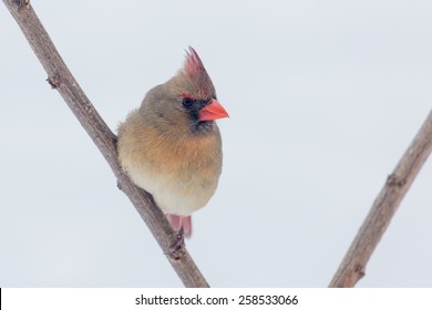 Female Northern Cardinal Perched On A Limb In Lexington, Kentucky During Winter Storm Thor.