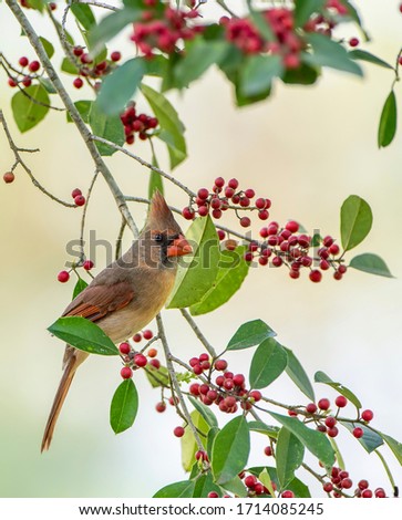 Female Northern Cardinal Perched on Branch of American Holly Tree Loaded with Holly Berries