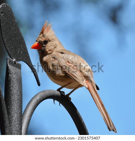                               Female Northern Cardinal perched in the sunlight with a dark blue background providing a nice constrast. 