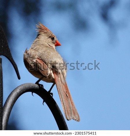                               Female Northern Cardinal perched in the sunlight with a dark blue background providing a nice constrast. 
