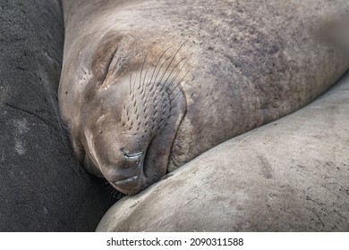 A female Northern Elephant Seals (Mirounga angustirostris) basks in the sun at the Piedras Blancas Rookery in San Simeon, CA. A white pulmonary surfactant discharge can be seen on it’s nose.