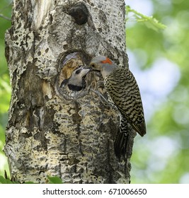 Female Northern Flicker Feeding Chick